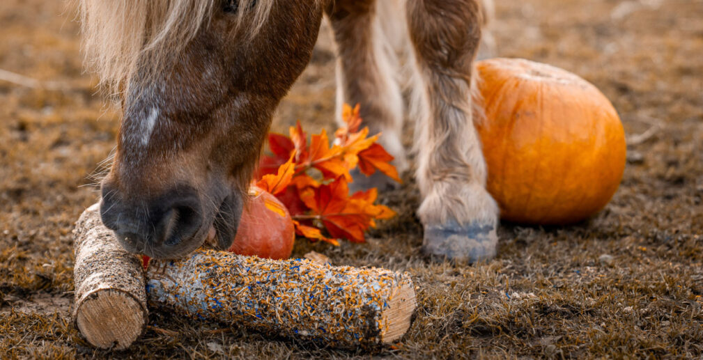 shetty-mit-knabberholz-herbst3